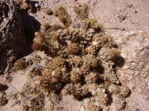 Image of Tephrocactus molinensis (Speg.) Backeb.