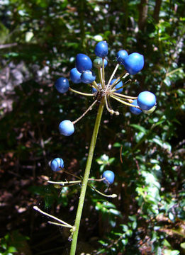 Imagem de Clintonia andrewsiana Torr.