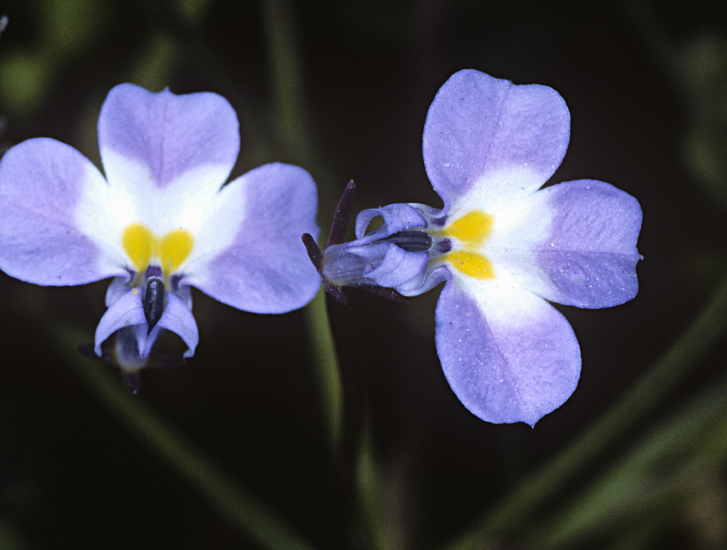 Image de Downingia ornatissima Greene