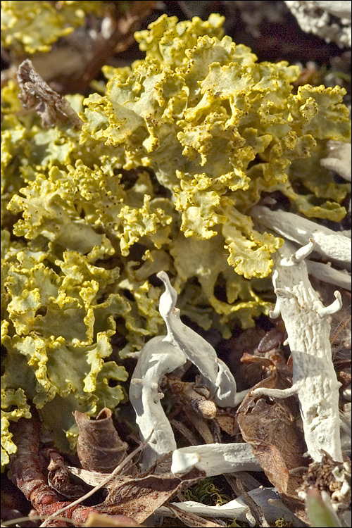 Image of Vulpicida tubulosus (Schaer.) J.-E. Mattsson & M. J. Lai