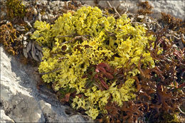 Image of Vulpicida tubulosus (Schaer.) J.-E. Mattsson & M. J. Lai