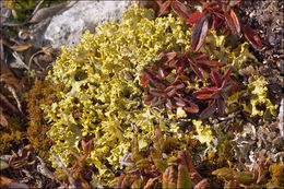 Image of Vulpicida tubulosus (Schaer.) J.-E. Mattsson & M. J. Lai