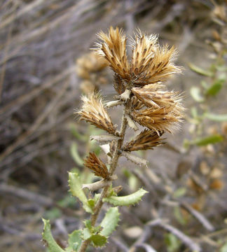 Image of sawtooth goldenbush