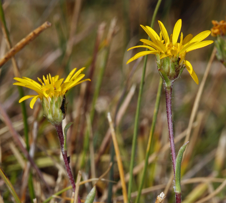 Image of <i>Pyrrocoma <i>uniflora</i></i> var. uniflora