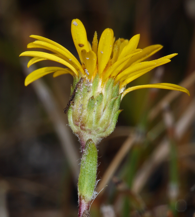 Image of <i>Pyrrocoma <i>uniflora</i></i> var. uniflora