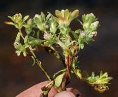 Image of short-rayed alkali aster