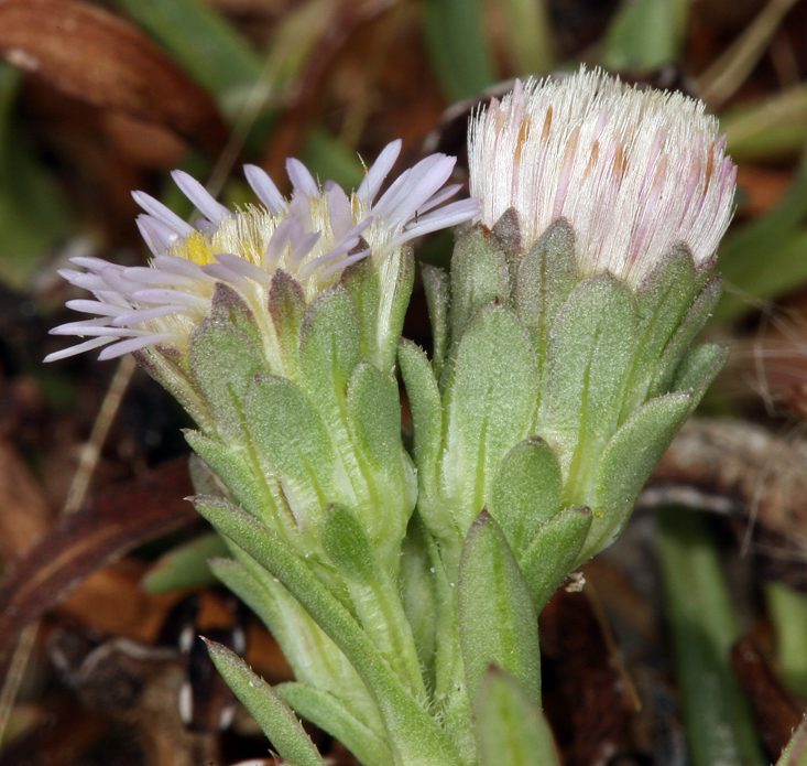 Image of short-rayed alkali aster