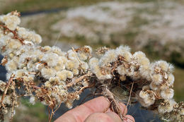 Image of short-rayed alkali aster