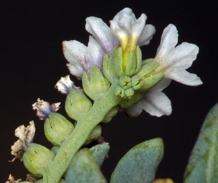 Image of salt heliotrope