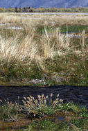 Image of Annual Beard-grass