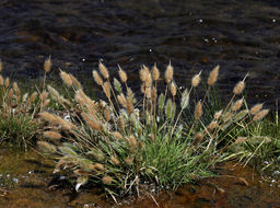 Image of Annual Beard-grass