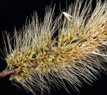 Image de Polypogon de Montpellier