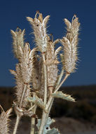 Image of flatbud pricklypoppy