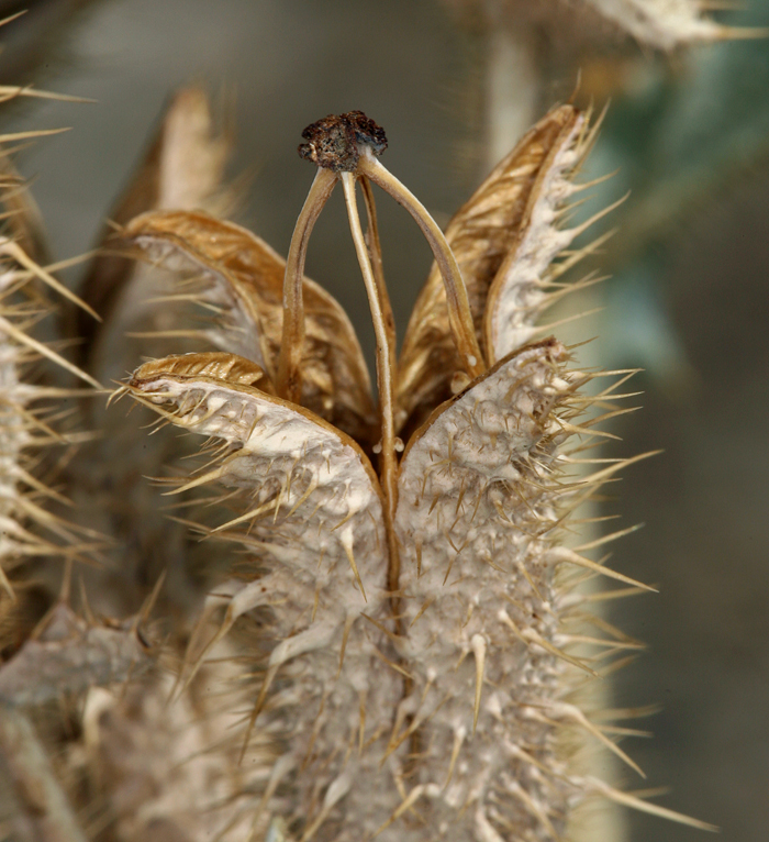 Image of flatbud pricklypoppy