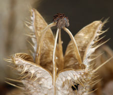 Image of flatbud pricklypoppy