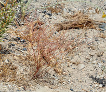 Image of Davidson's buckwheat