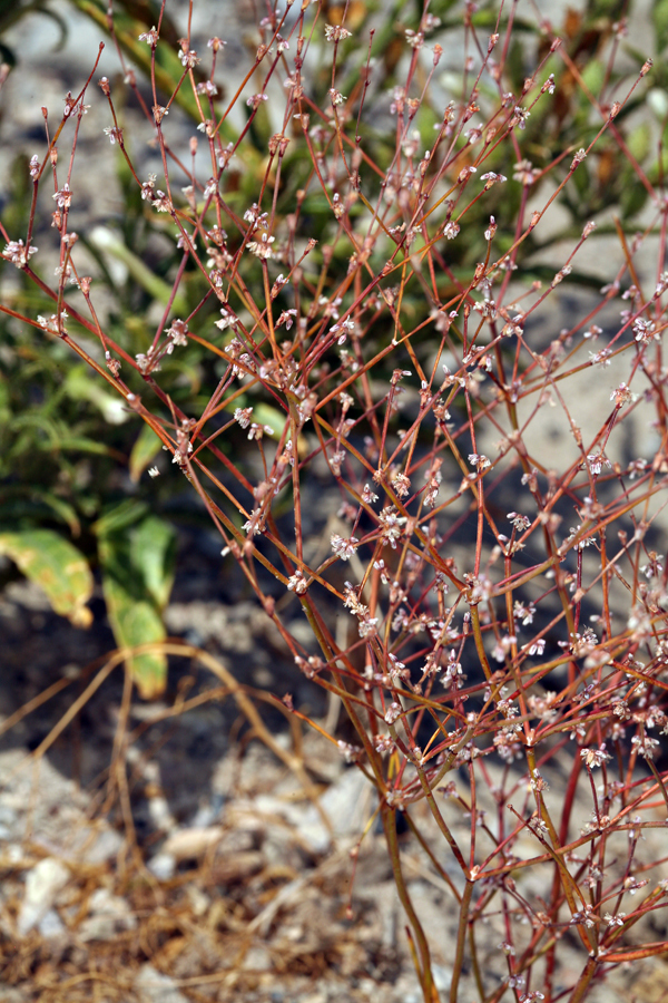 Image of Davidson's buckwheat