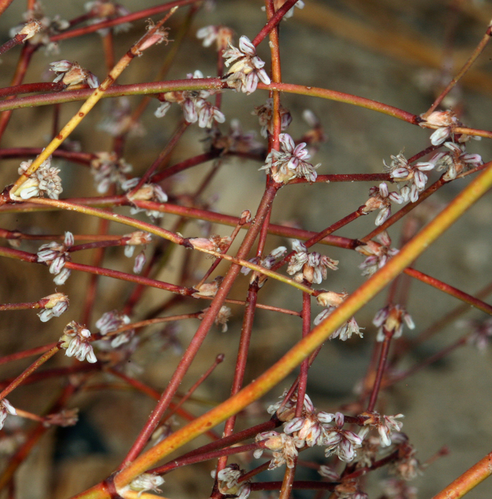 Image of Davidson's buckwheat