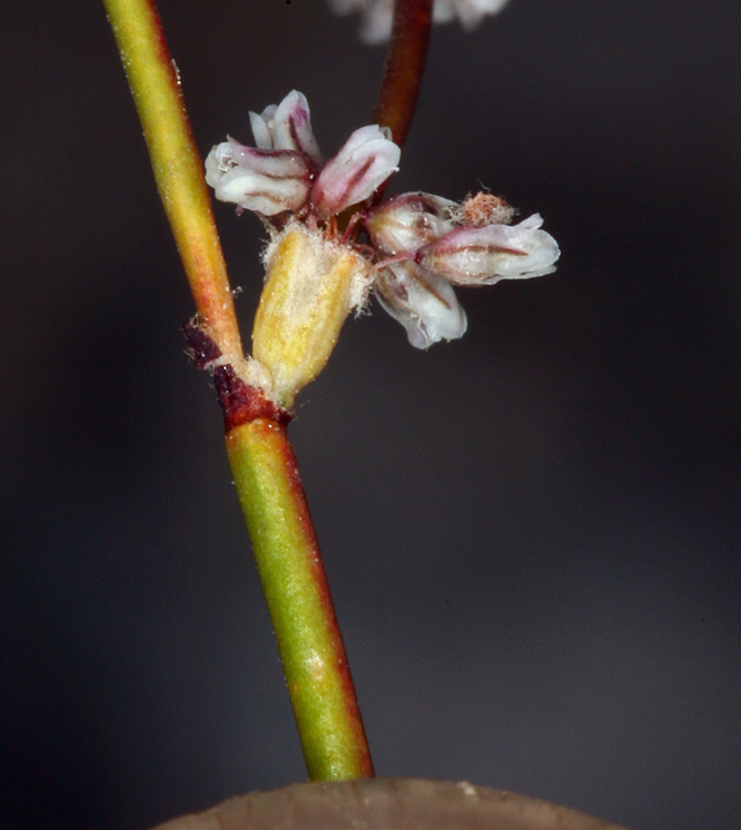 Image of Davidson's buckwheat