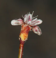 Image of Davidson's buckwheat