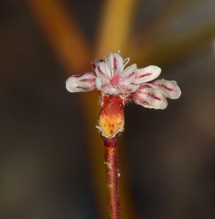 Image of Davidson's buckwheat