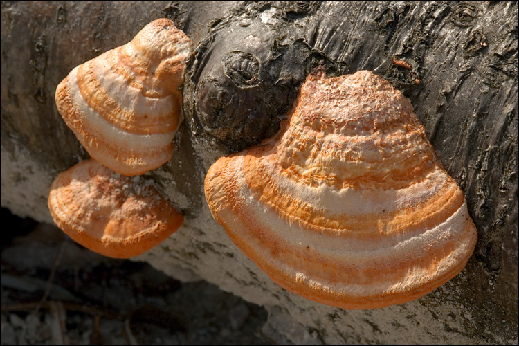 Image of Pycnoporus cinnabarinus (Jacq.) P. Karst. 1881