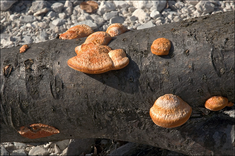 Image of Pycnoporus cinnabarinus (Jacq.) P. Karst. 1881