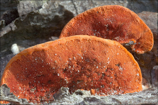 Image of Pycnoporus cinnabarinus (Jacq.) P. Karst. 1881