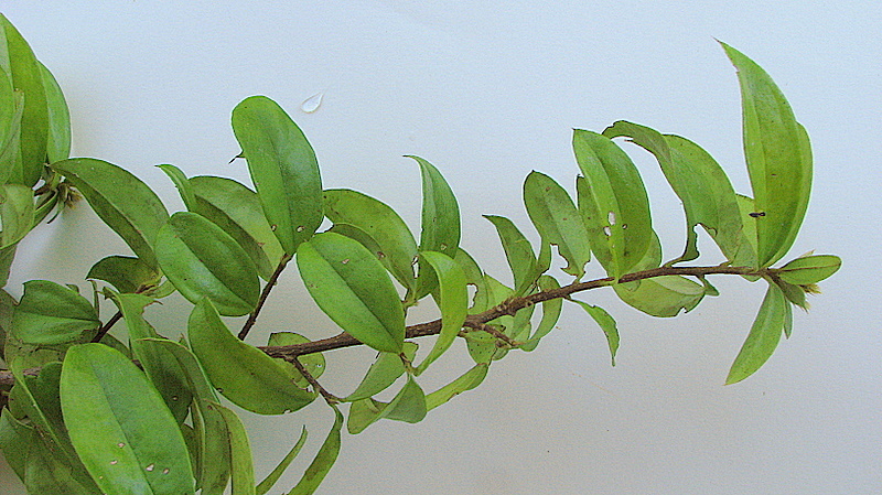 Dasyphyllum brasiliense (Spreng.) Cabrera的圖片