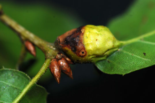 Image of <i>Callirhytis flora</i>