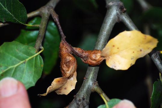 Image of <i>Callirhytis flora</i>