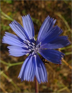 Image of chicory