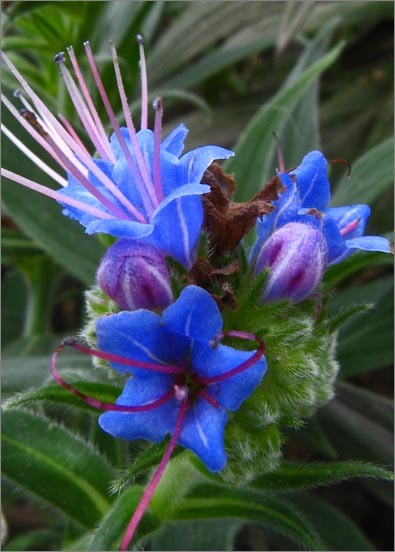 Imagem de Echium candicans L. fil.