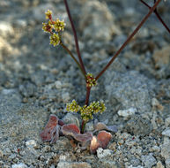 Image of Mono buckwheat