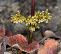 Image of Mono buckwheat