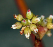 Image of Mono buckwheat