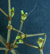 Image of Mono buckwheat