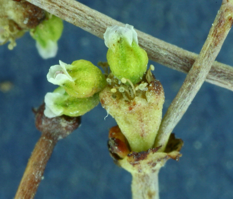 Image of Mono buckwheat