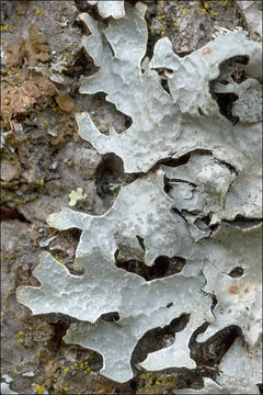 Image of Hammered shield lichen