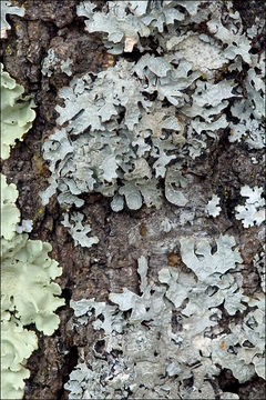 Image of Hammered shield lichen