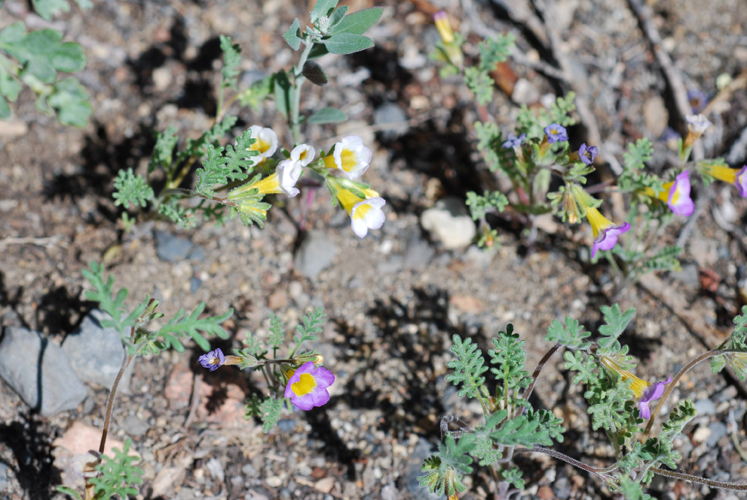 Image of twocolor phacelia