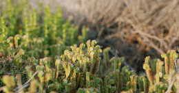 Image of branching phacelia