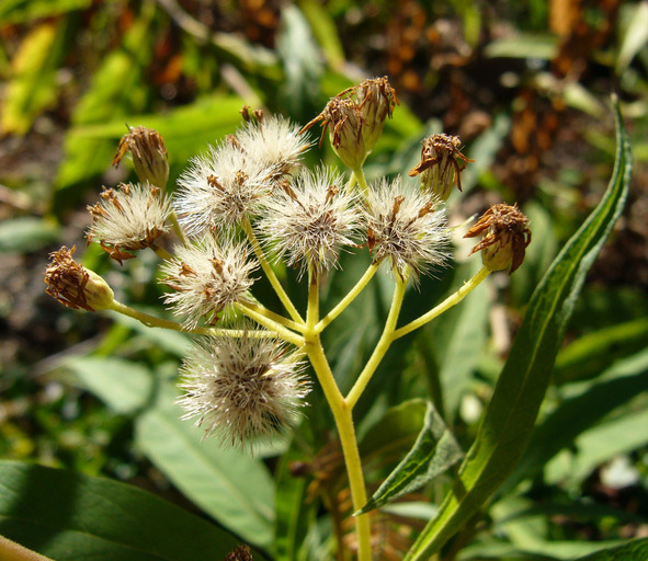 Image de Aster albescens (DC.) Wall. ex Hand.-Mazz.