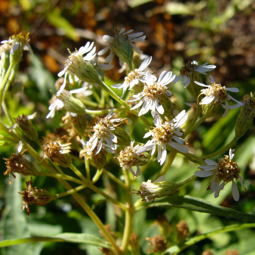 Image of Aster albescens (DC.) Wall. ex Hand.-Mazz.
