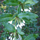 Image of Sargent's barberry