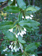 Image of Sargent's barberry