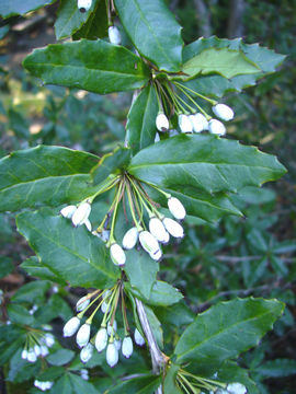 Image of Sargent's barberry