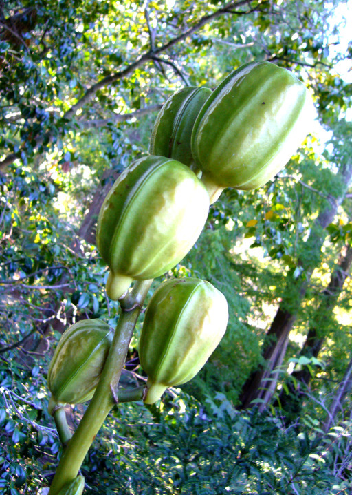 Image of Cardiocrinum giganteum var. yunnanense (Leichtlin ex Elwes) Stearn