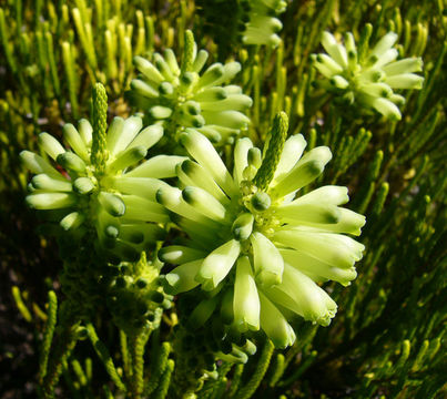 Image of Erica sessiliflora L. fil.