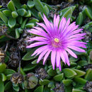 Image of Delosperma lavisiae L. Bol.